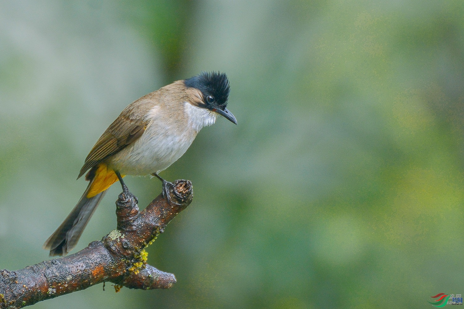 lhx666  ��ʦ����������ʡ��ɽ��0.jpg