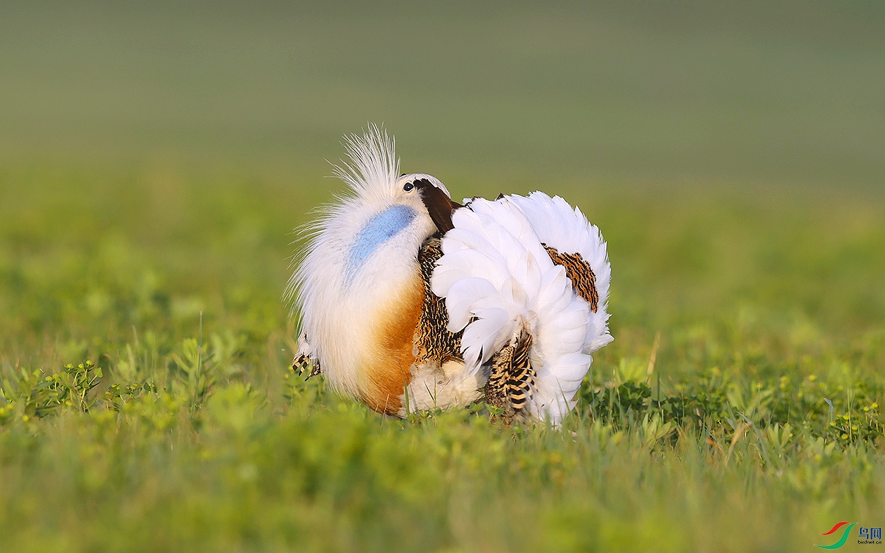 大鸨祝贺老师佳作荣获首页精华