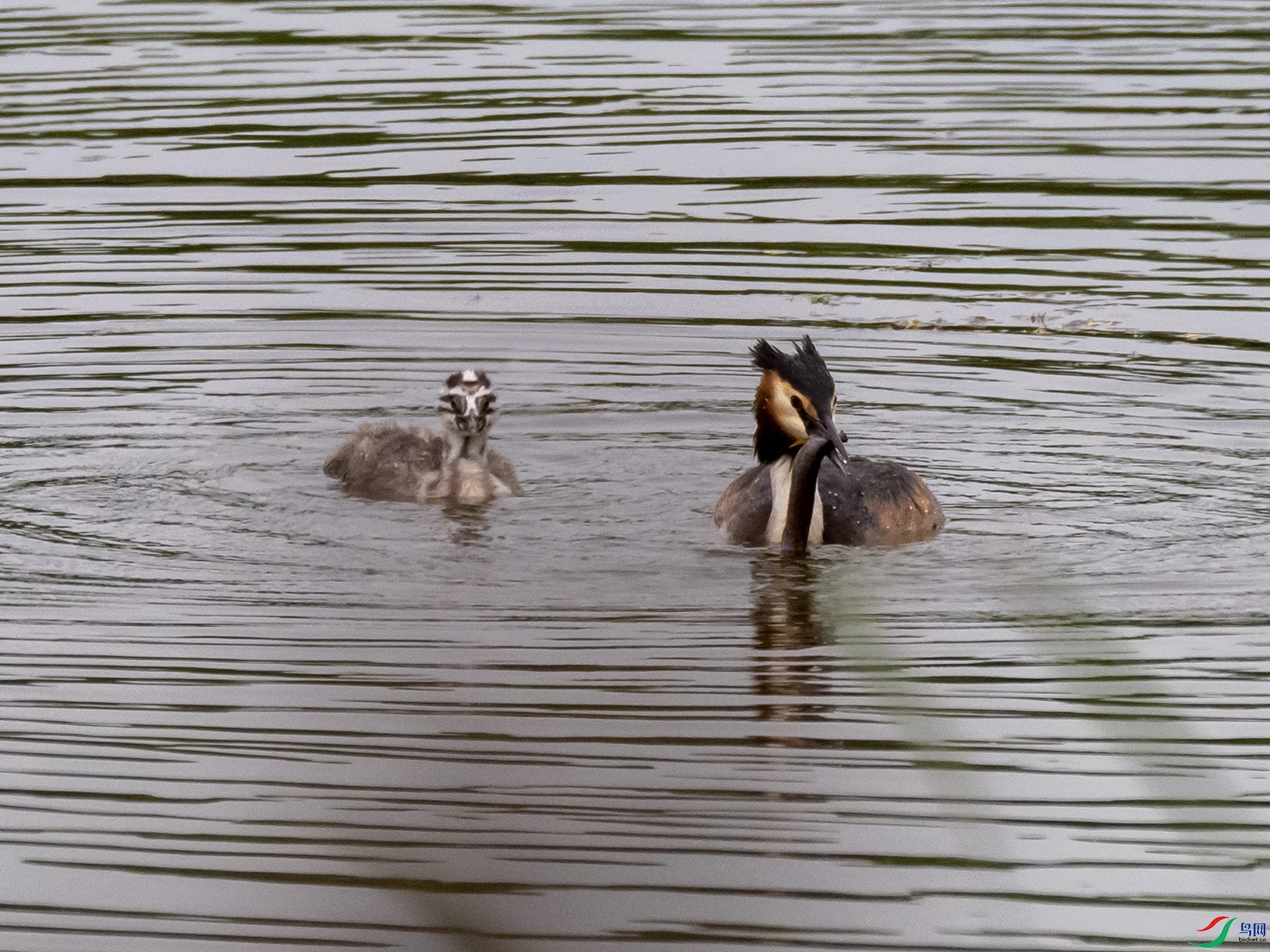 ��ͷ䴙䴘���޶�