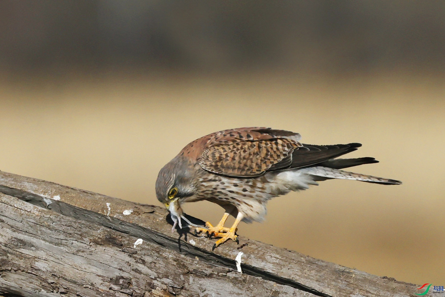 这野老鼠可不好抓