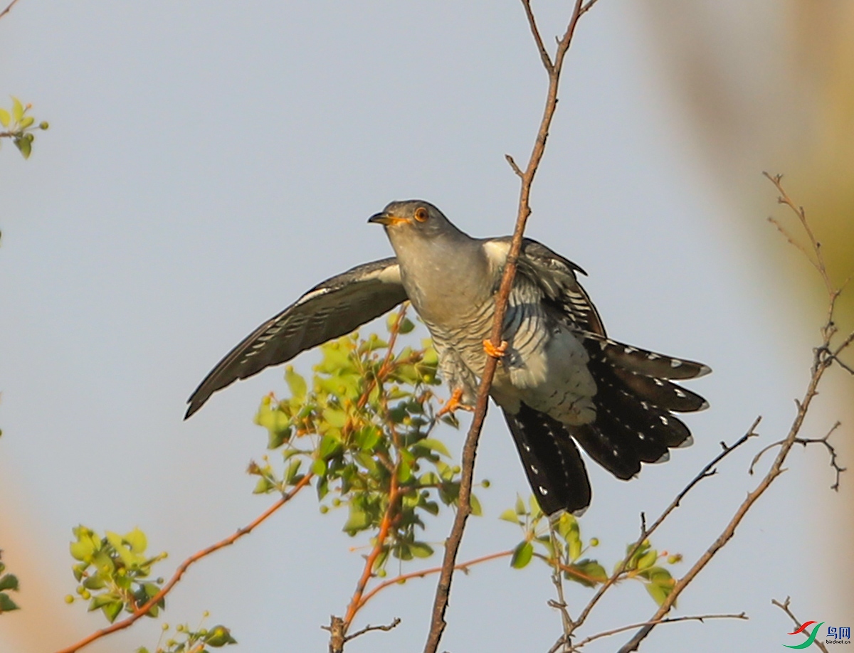 杜鵑鳥