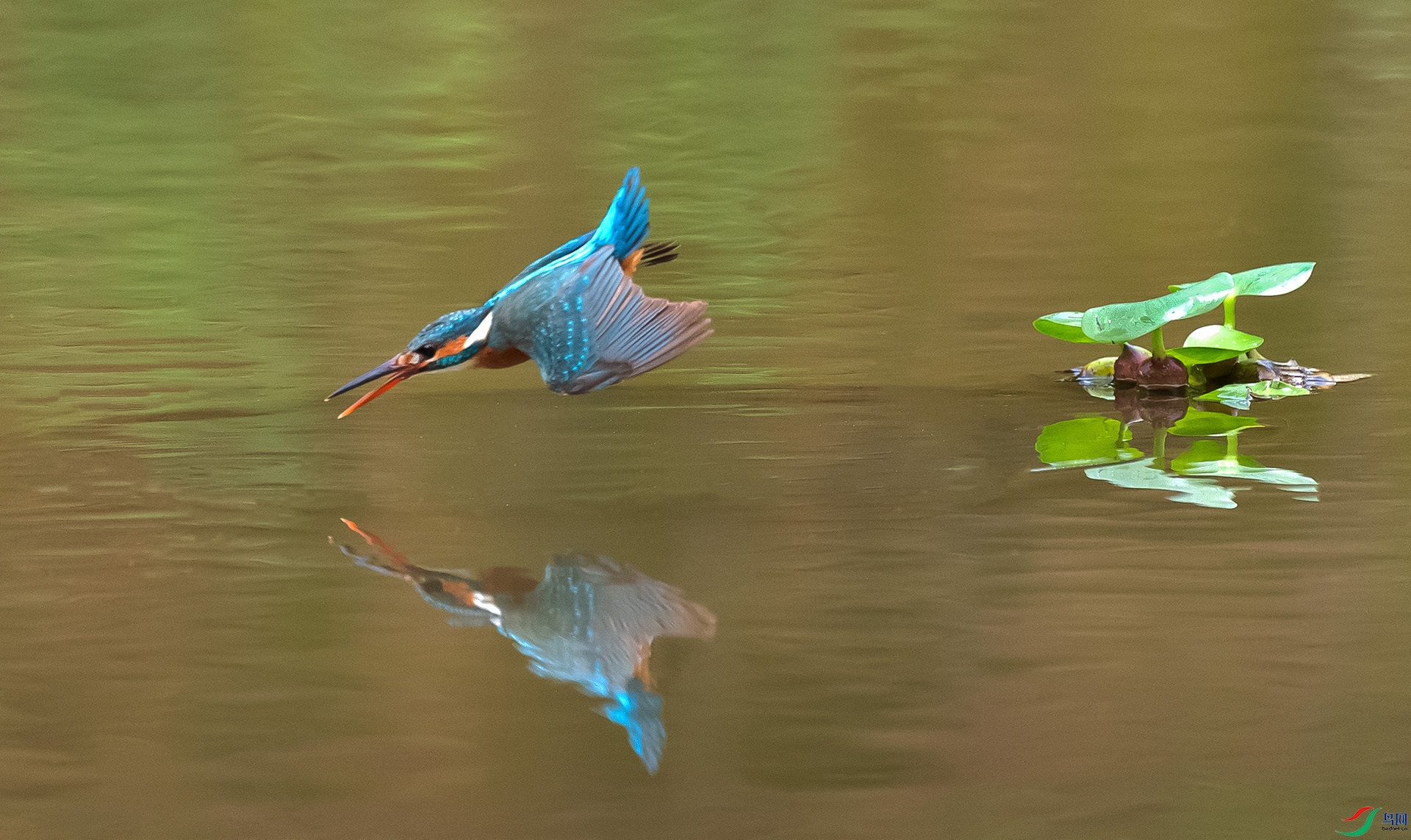 DSC_9133a.jpg