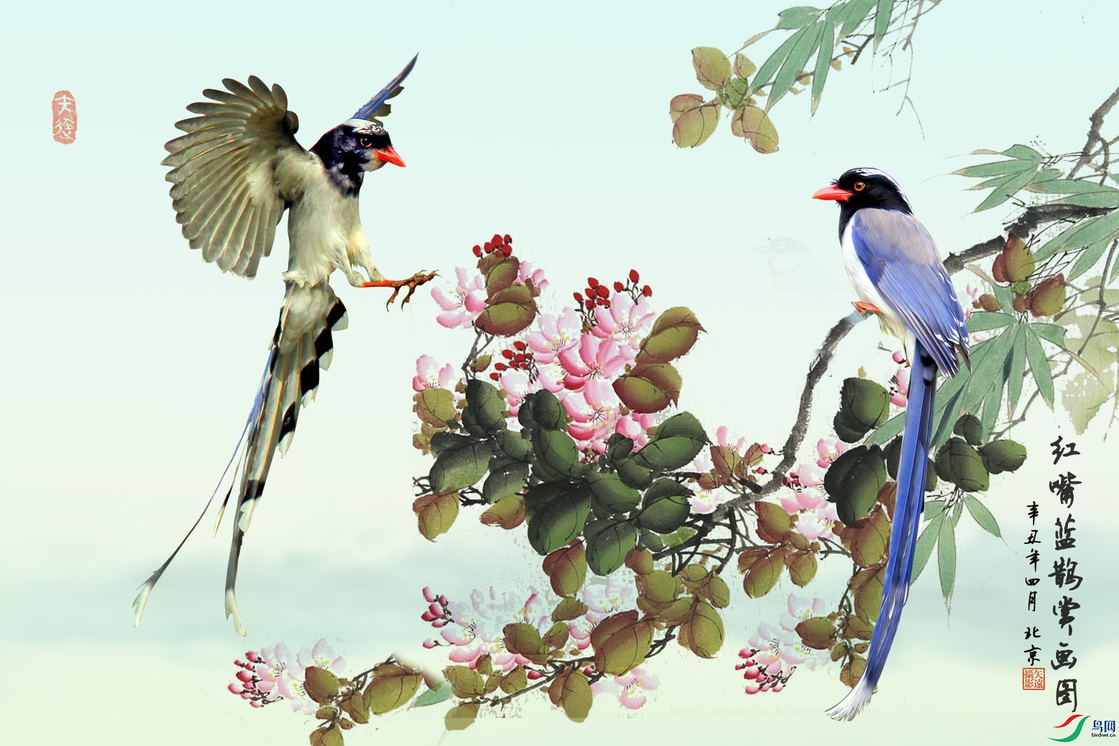 红嘴蓝鹊赏花图