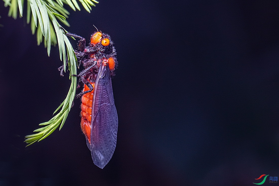 红蝉贺获首页精华