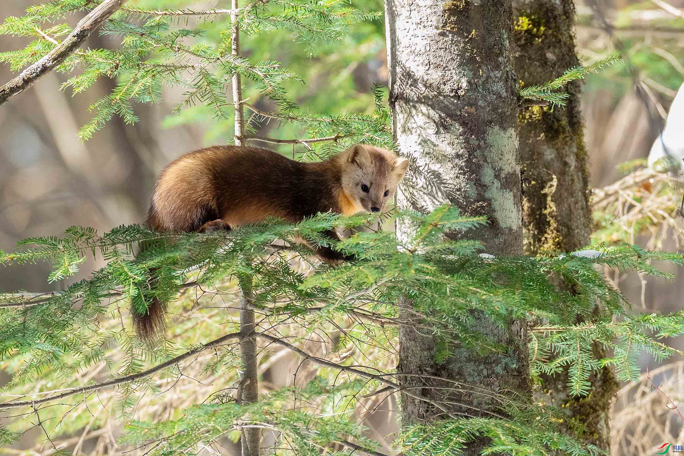[哺乳] 紫貂---- 祝贺荣获野生动物版佳作!