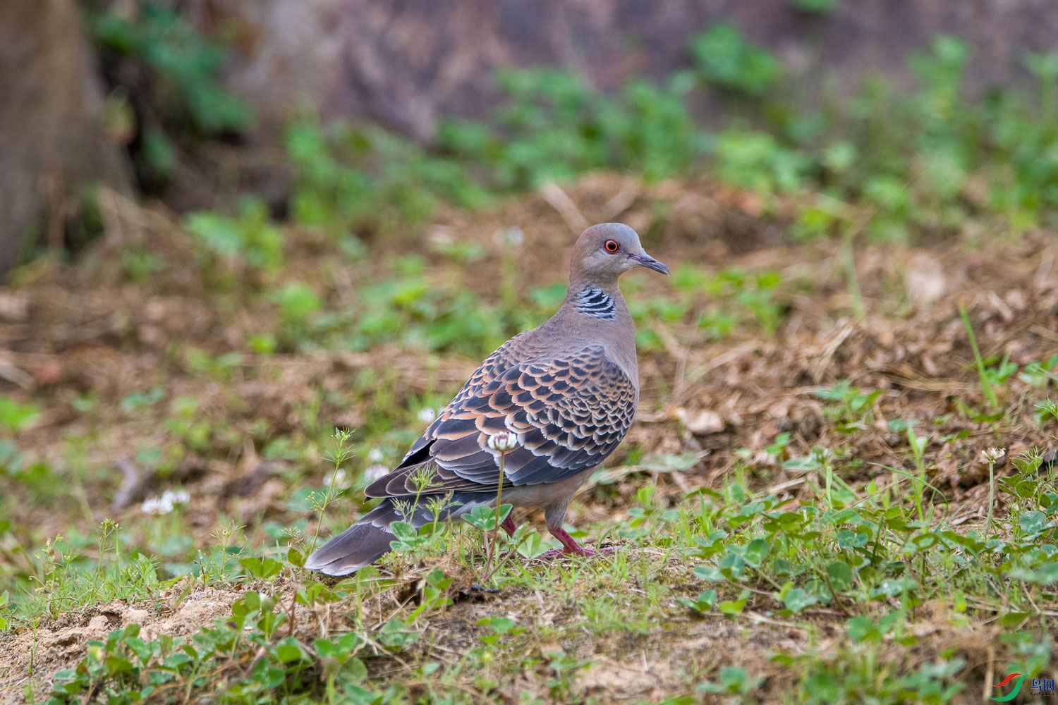 DSC_3733.jpg