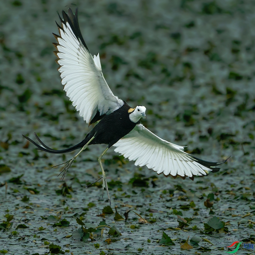 LHD04454.jpg