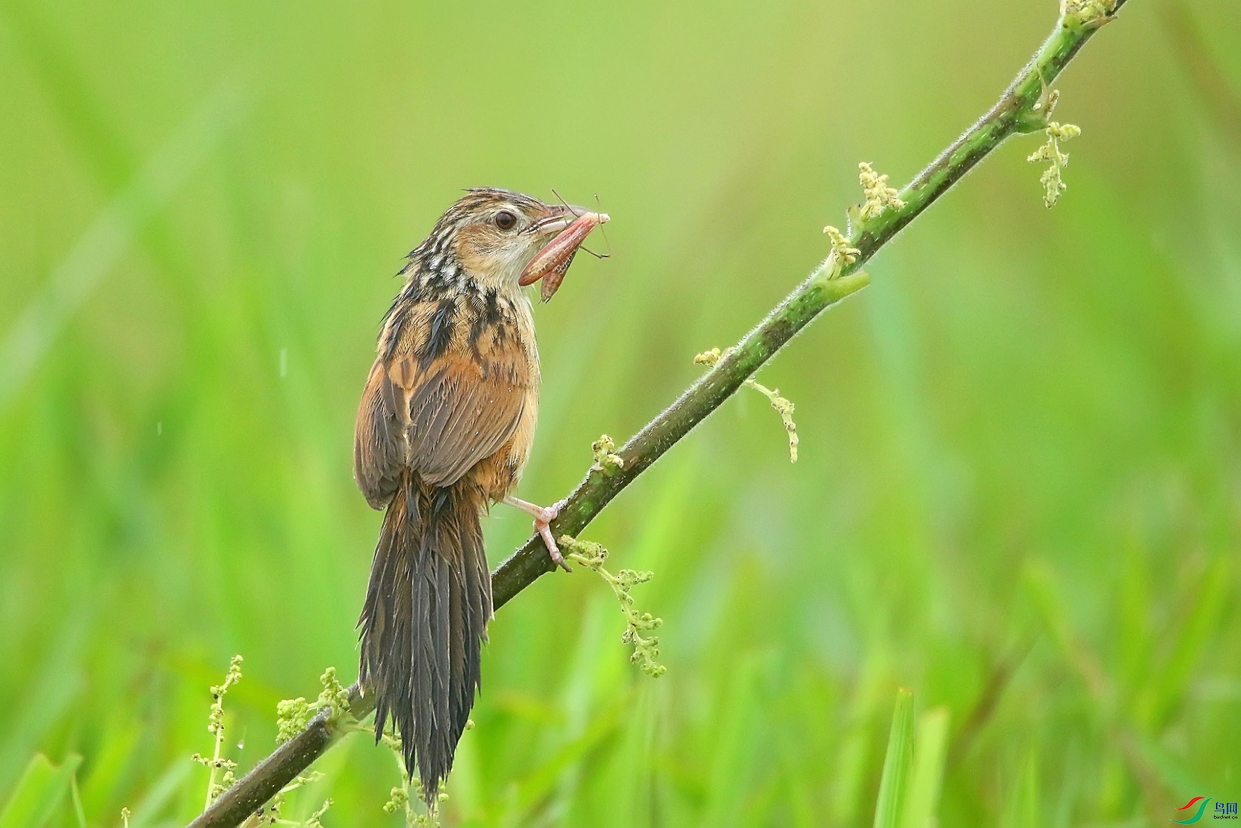 中华大草莺(获本版佳作)