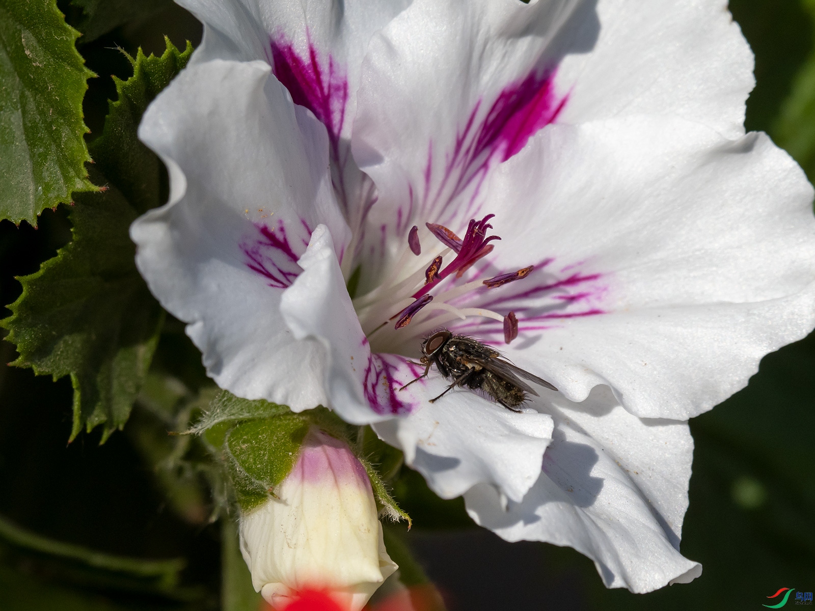 ��Ӭ���ÿ�