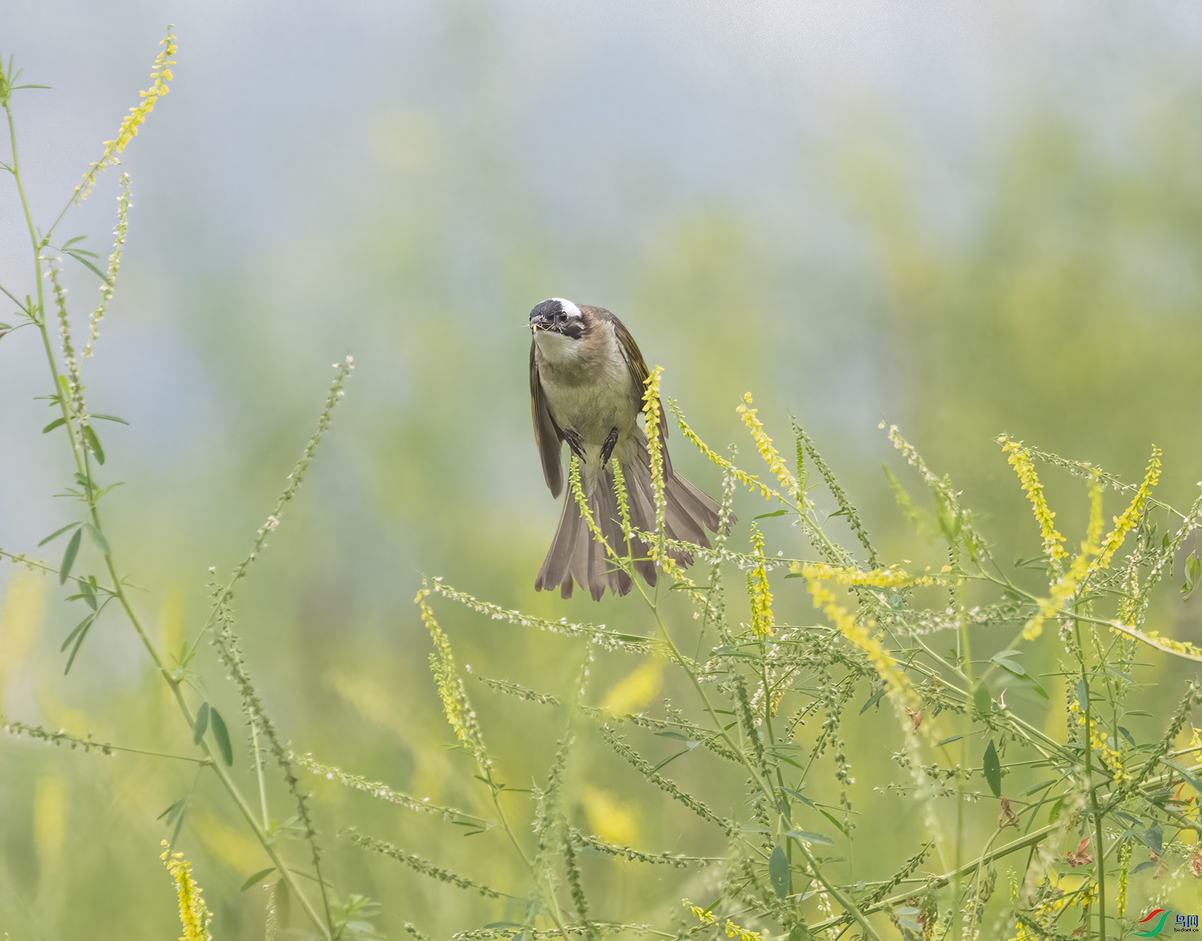 DSC_4344.jpg