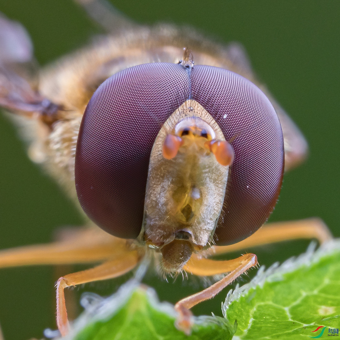 ʳ��Ӭ�Ĵ��۾�