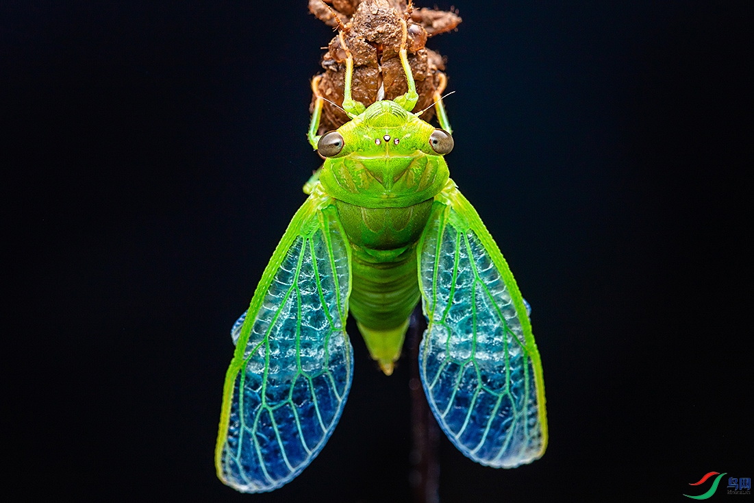 绿蝉羽化【贺获首页精华】