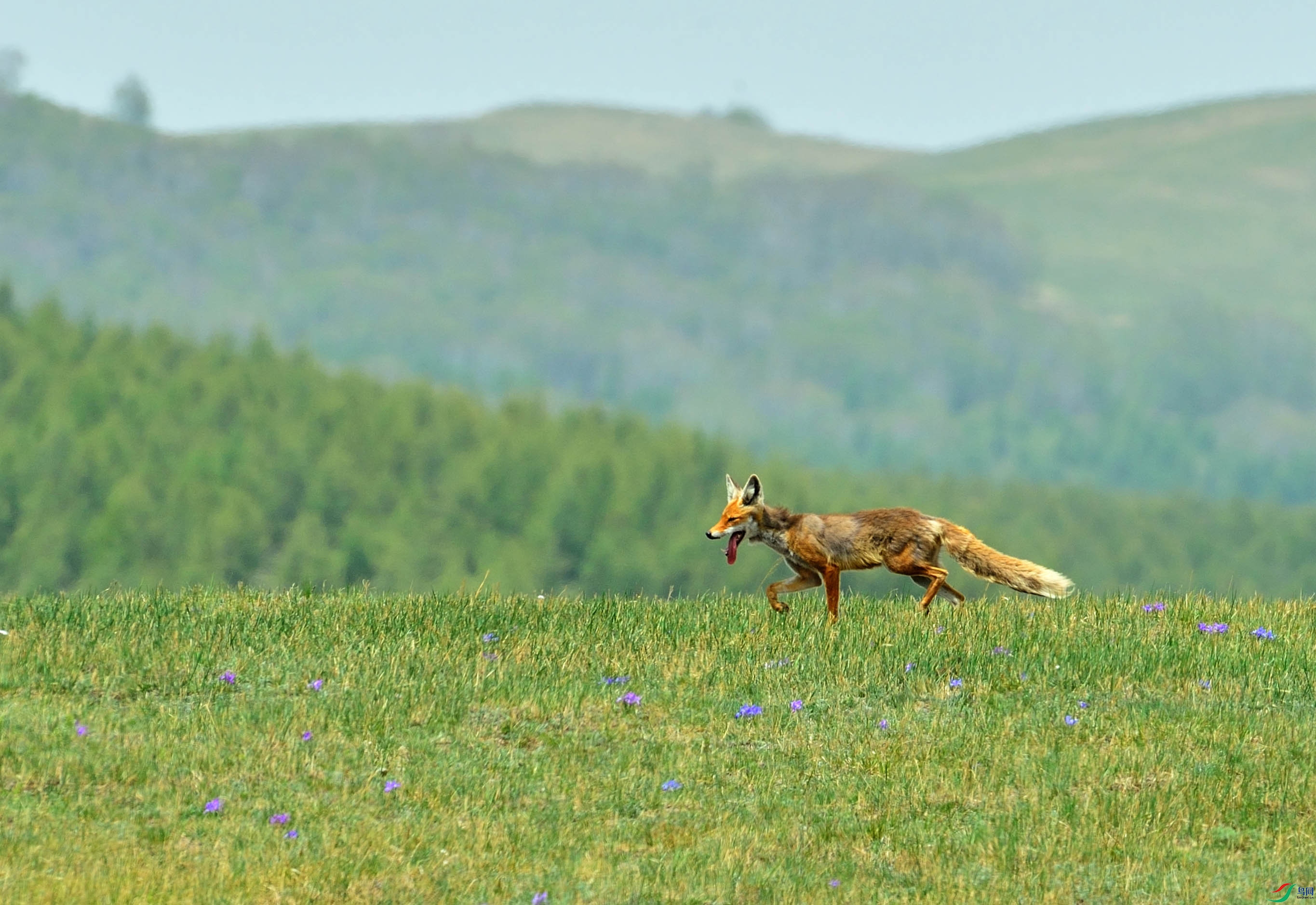 山梁上奔跑的狐狸