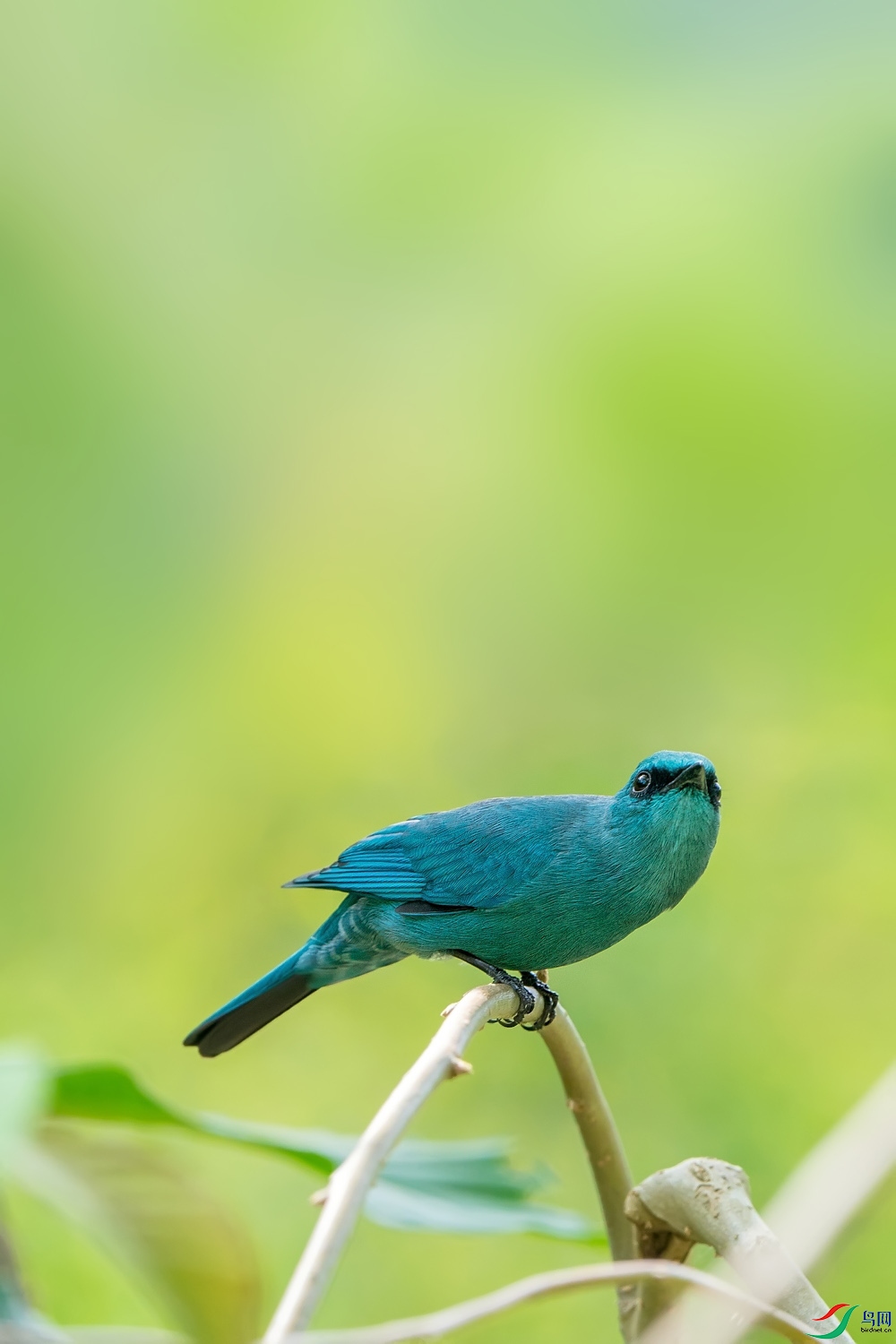 A9D00518a.jpg