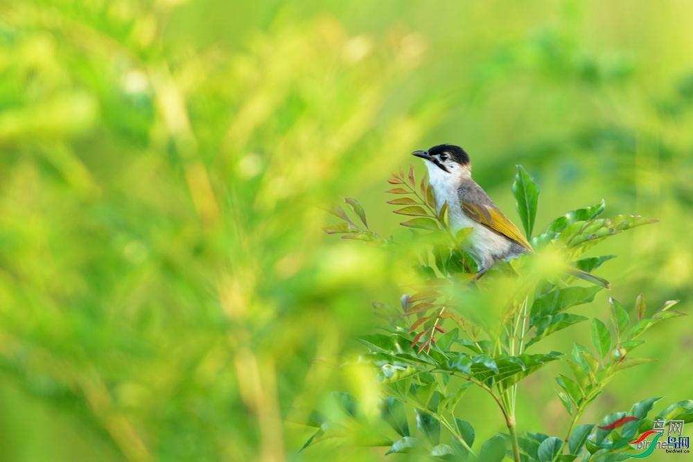 ɭ�� ��ʦ������̨��ʡ̨����.jpg