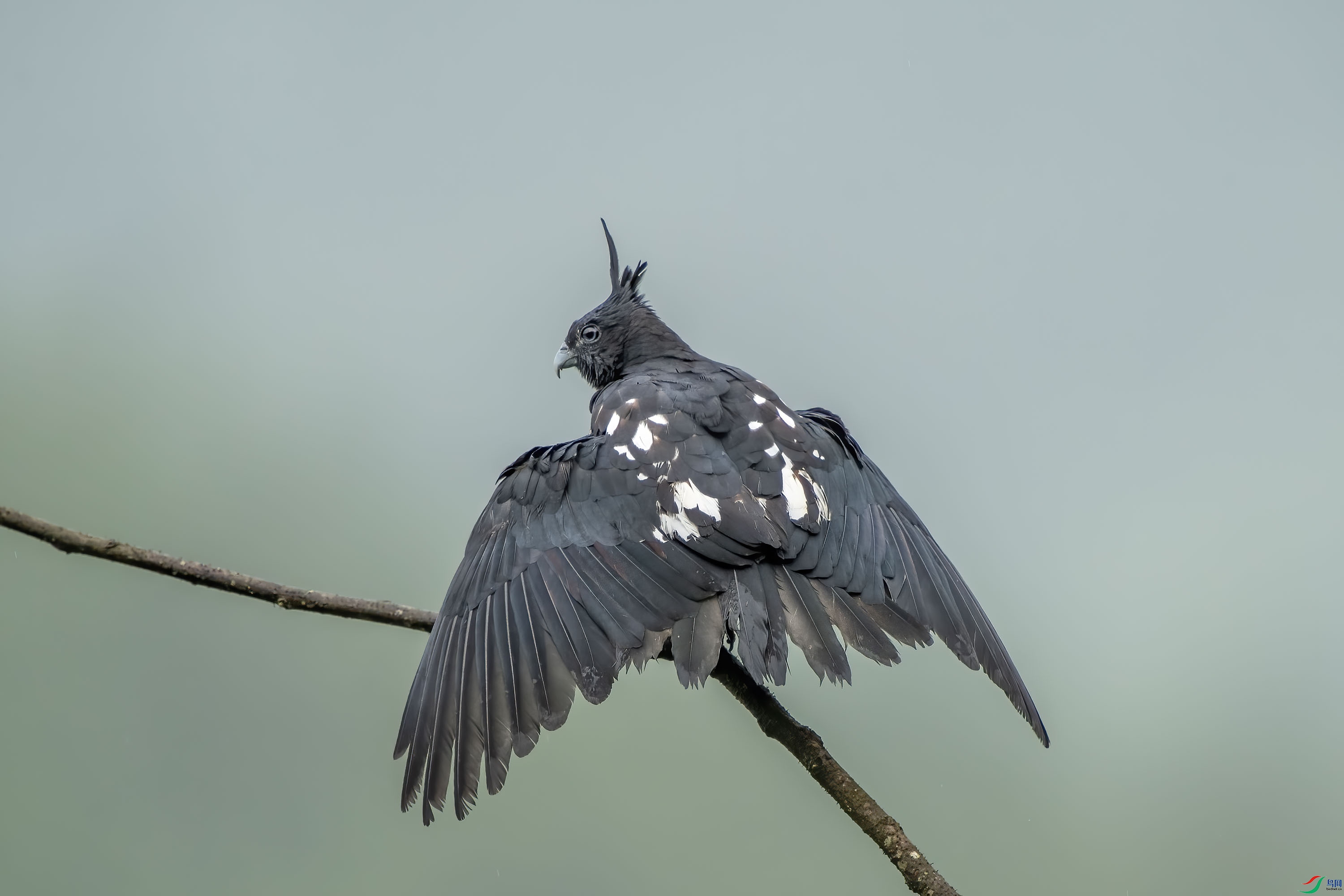 抖羽毛的黑冠鹃隼