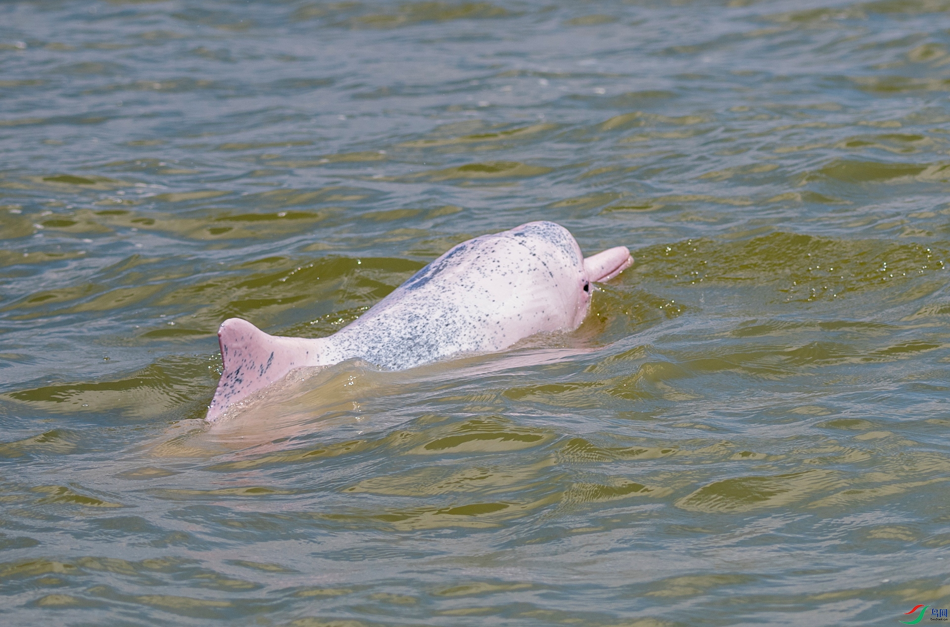三娘湾中华白海豚图片