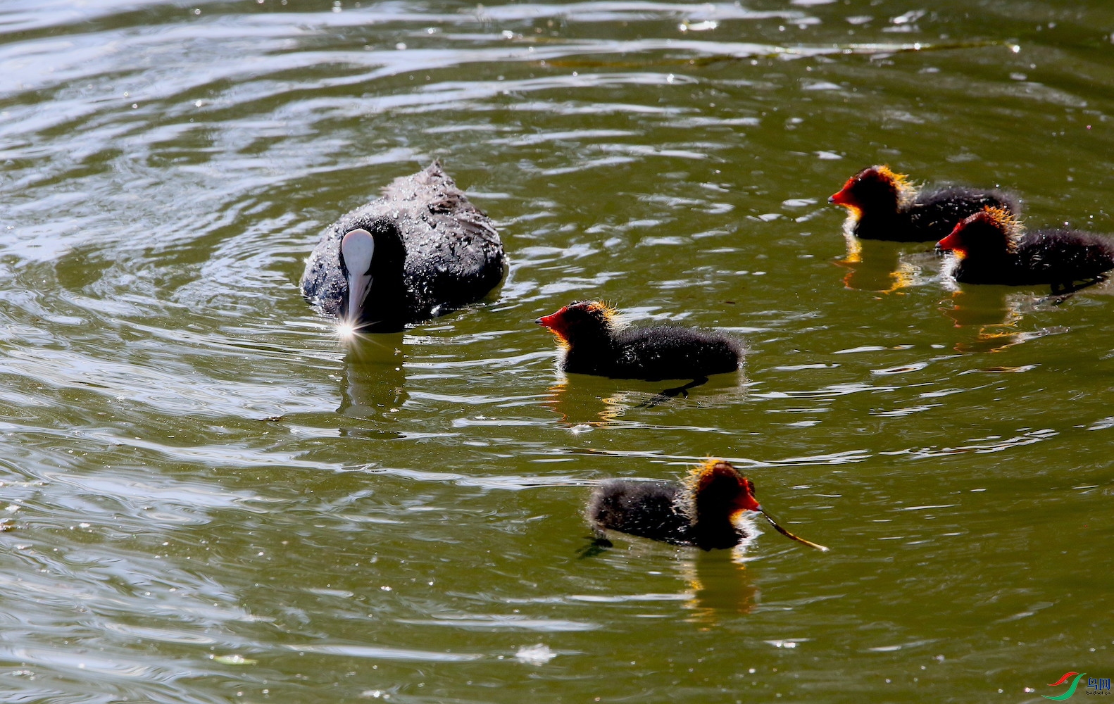 ���ز���