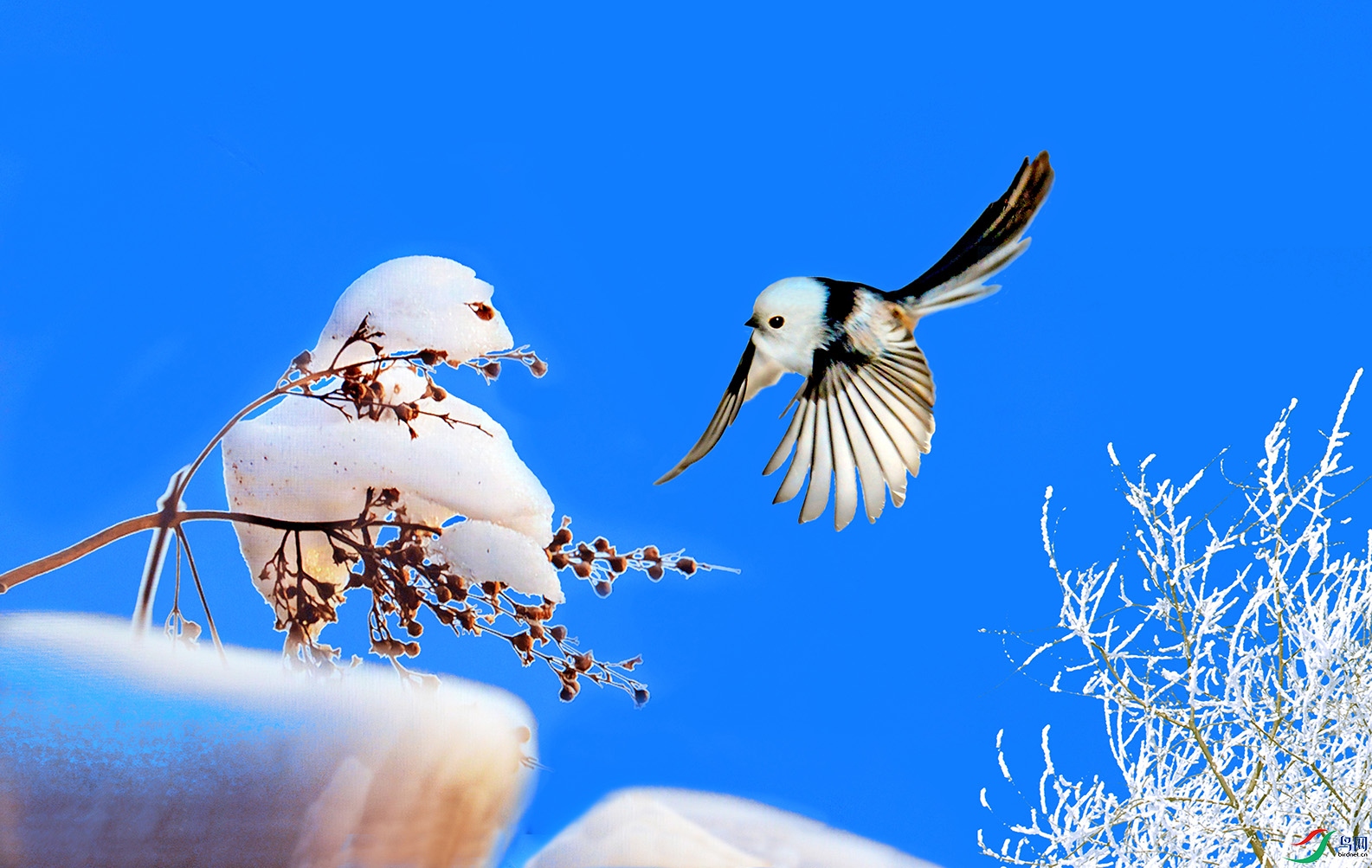 5.��ѩ˫ȸ-����βɽȸ8214AM.jpg