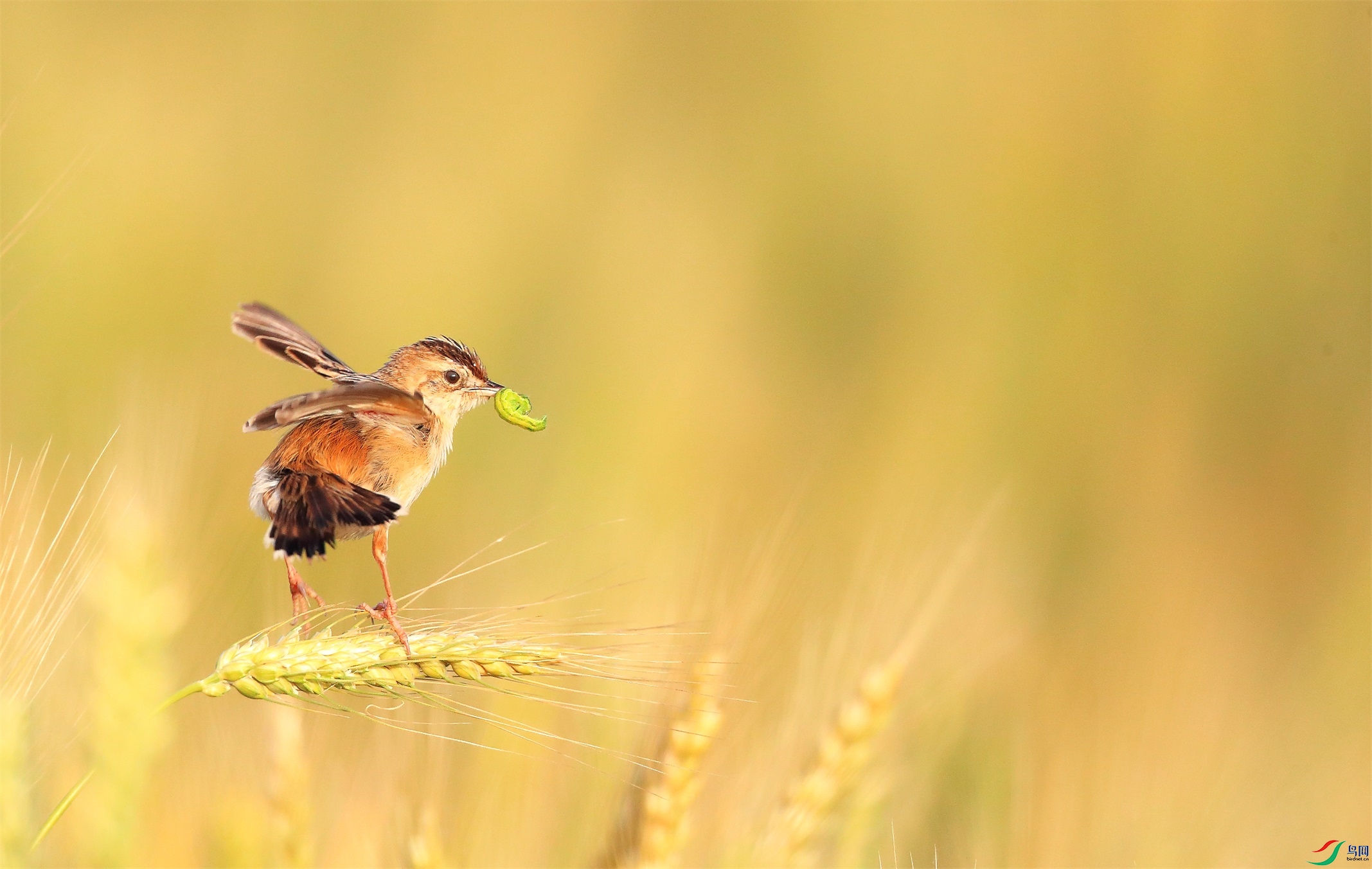 23 - ���� (3).JPG