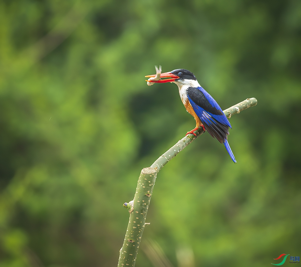 _58I2066 ������С���أ�.jpg