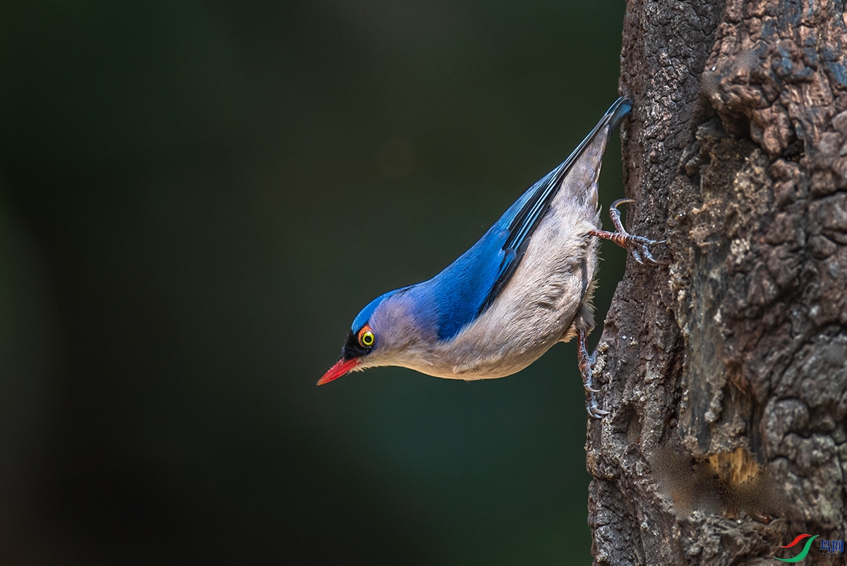 DSC_9485.jpg1.jpg