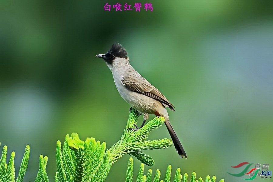 ����һ��ˮ  ��ʦ����.jpg