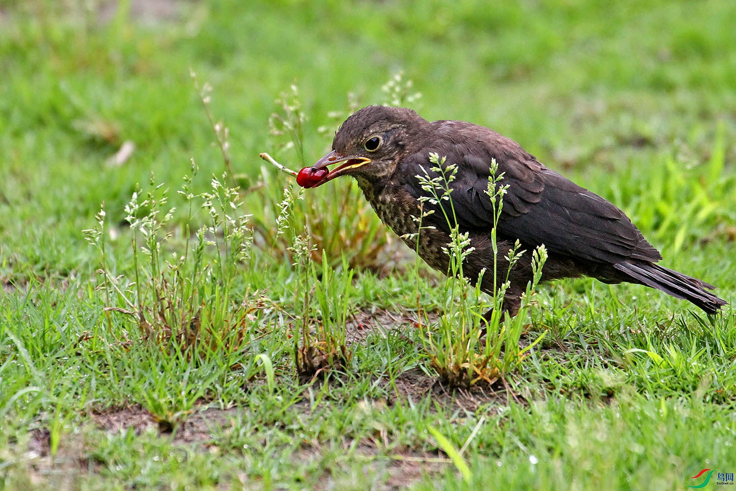 小乌鸫草坪叼红果