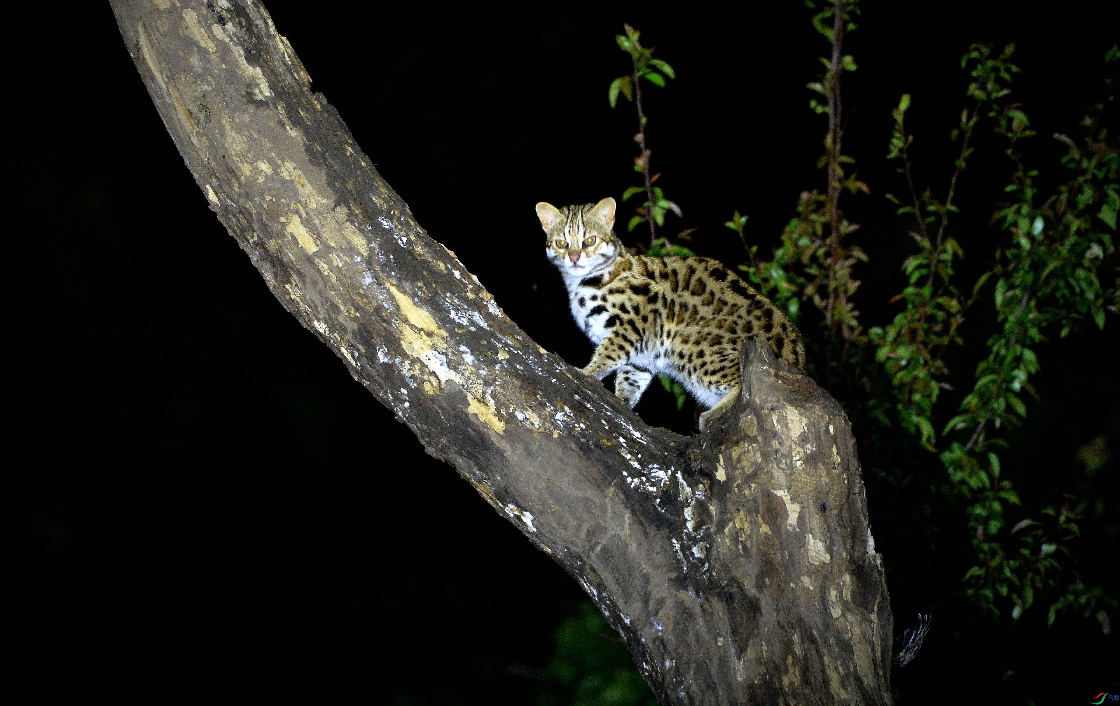 哺乳豹猫祝贺荣获野生动物首页精华
