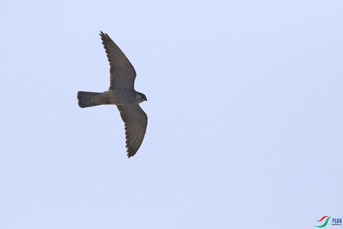 ʲô�� 0F4A0242.jpg