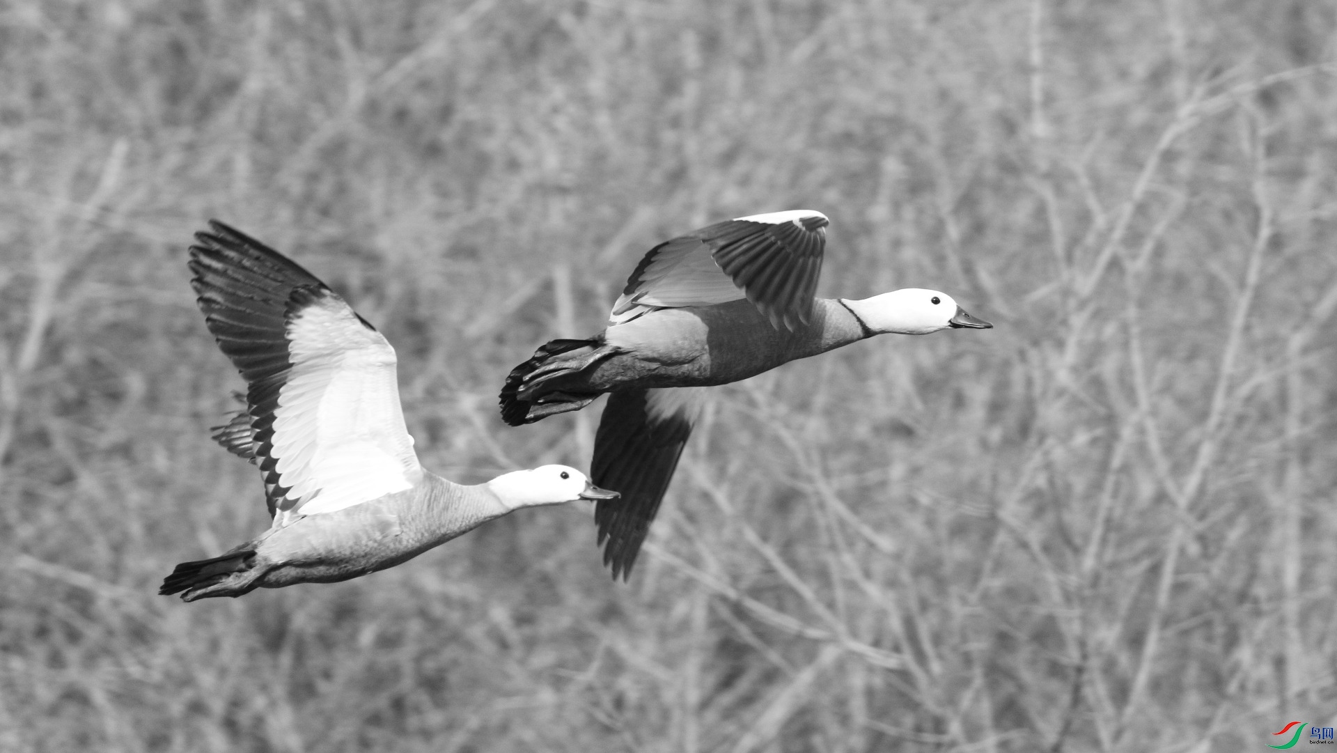 ����˫��