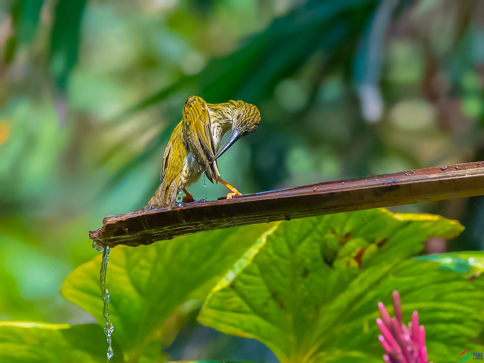 DSC_7320.jpg