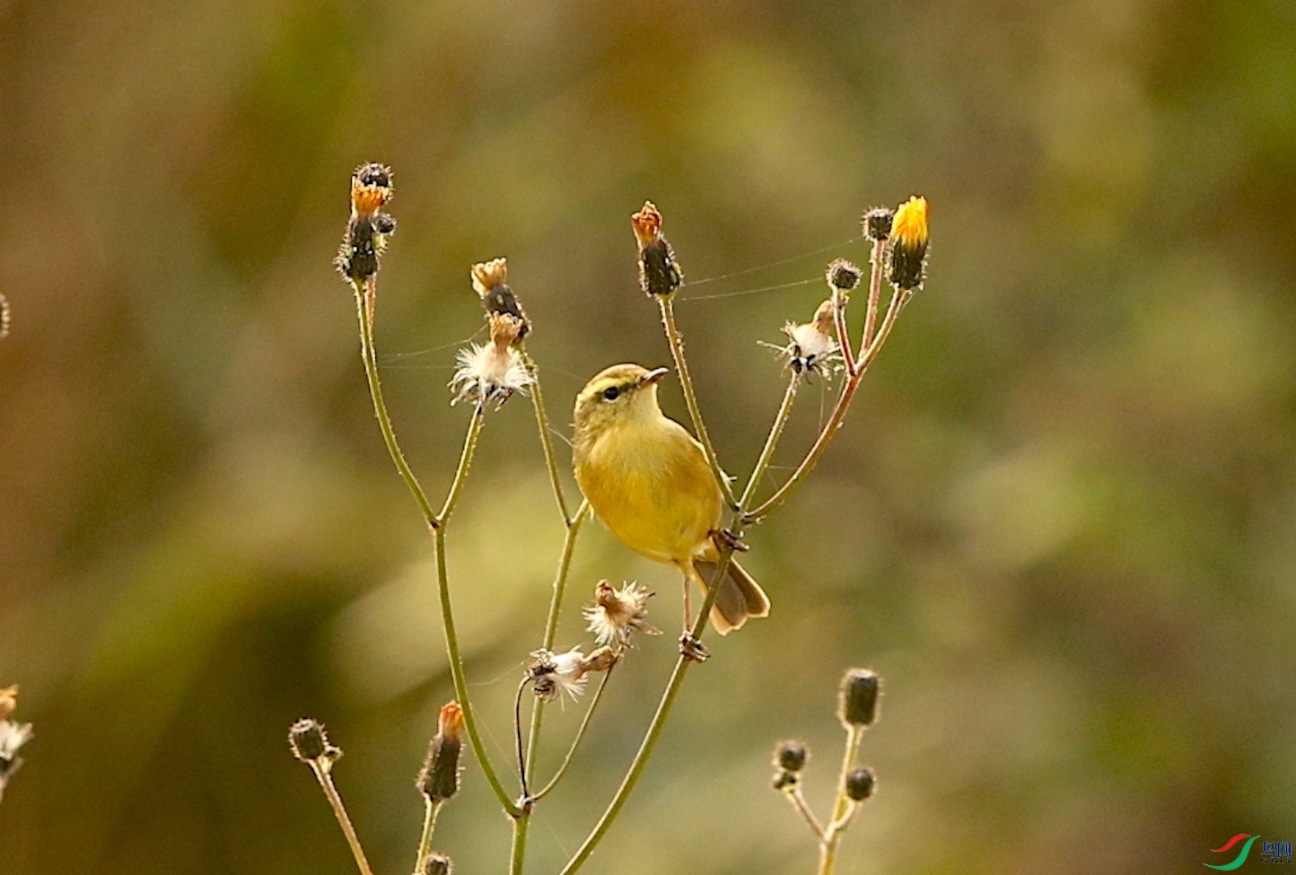 ������ݺ