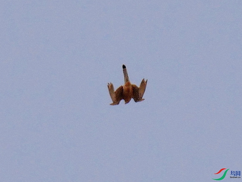 P6820806 - ����.JPG