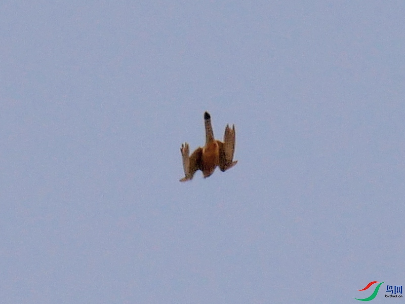 P6820807 - ����.JPG