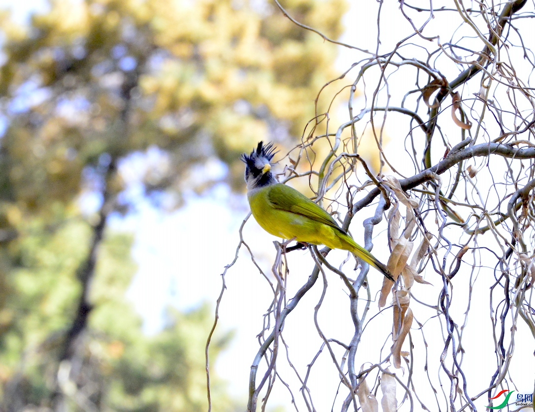 ��ͷ����