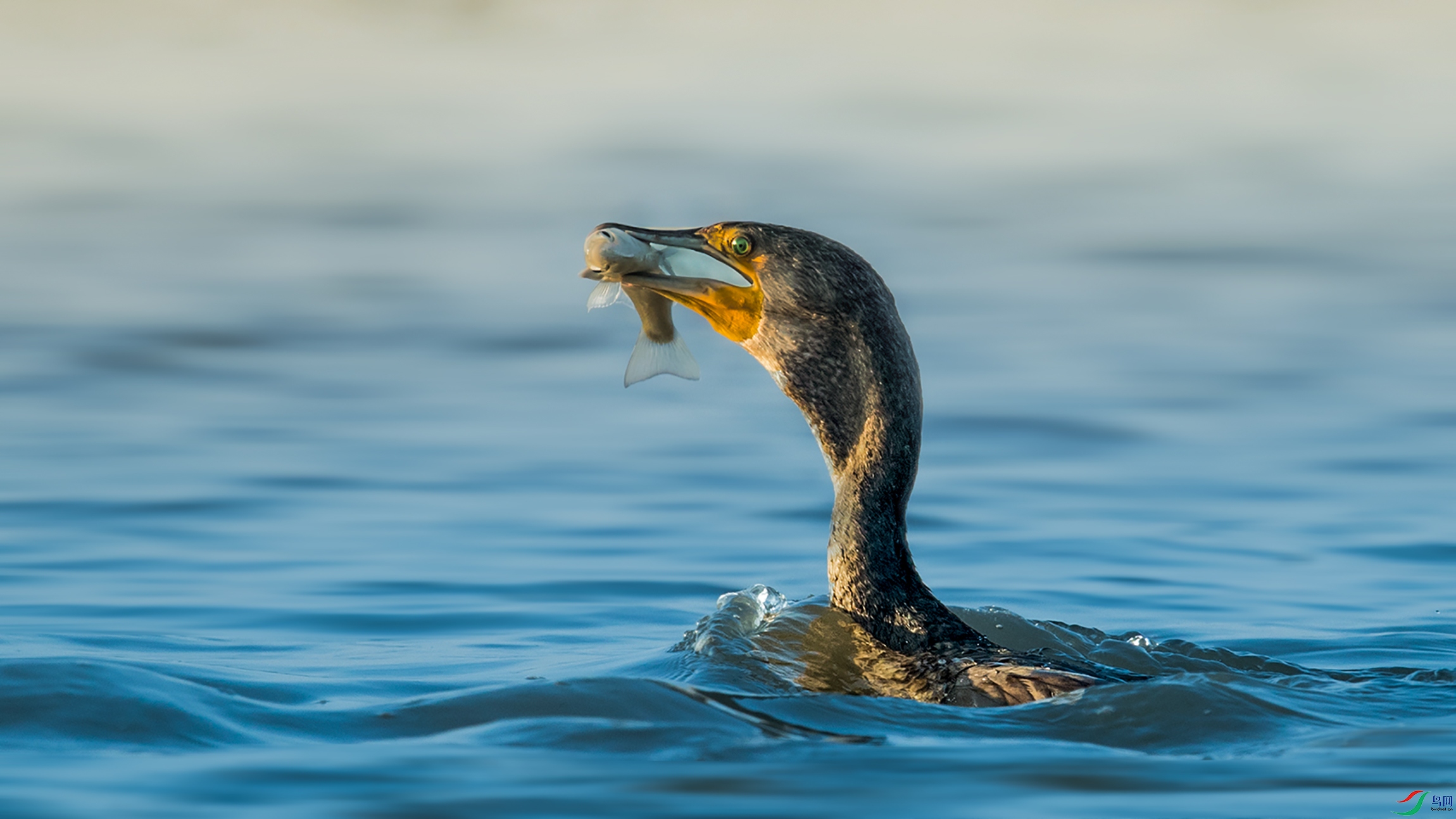 AG8I1285 (2)_4346706859753.jpg