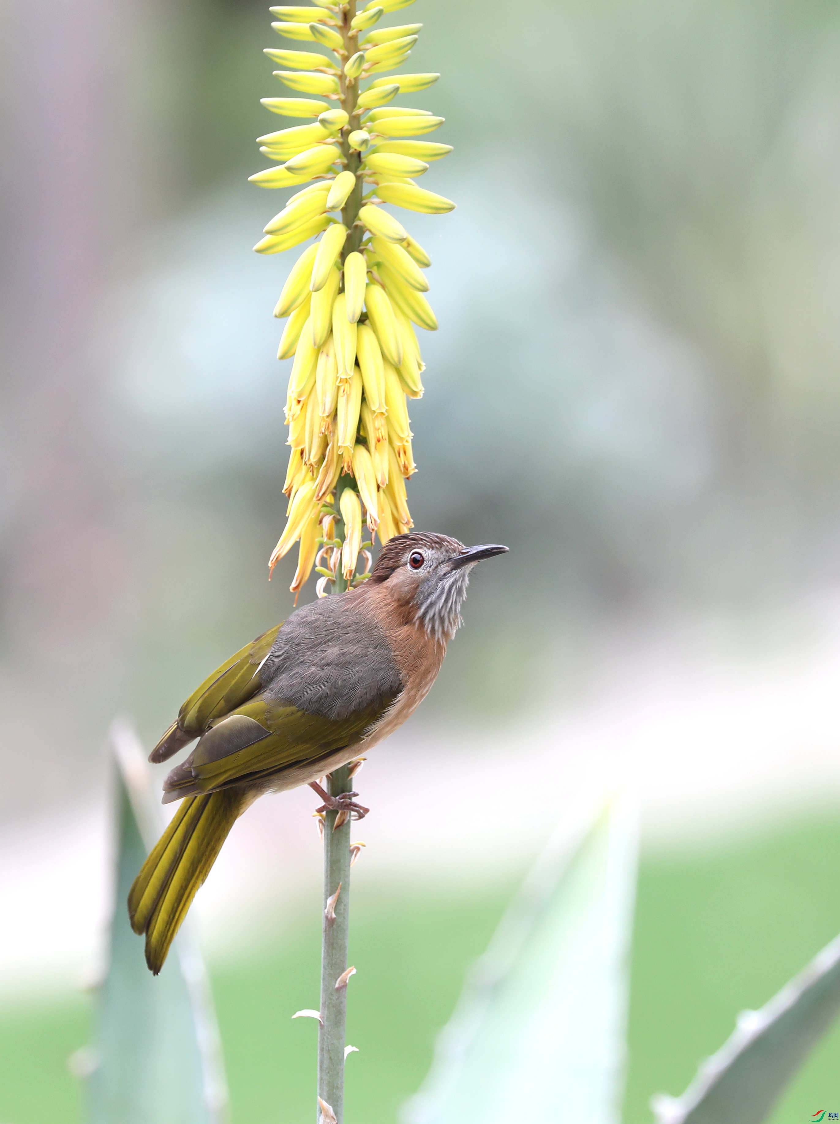 [林鸟] -绿翅短脚鹎