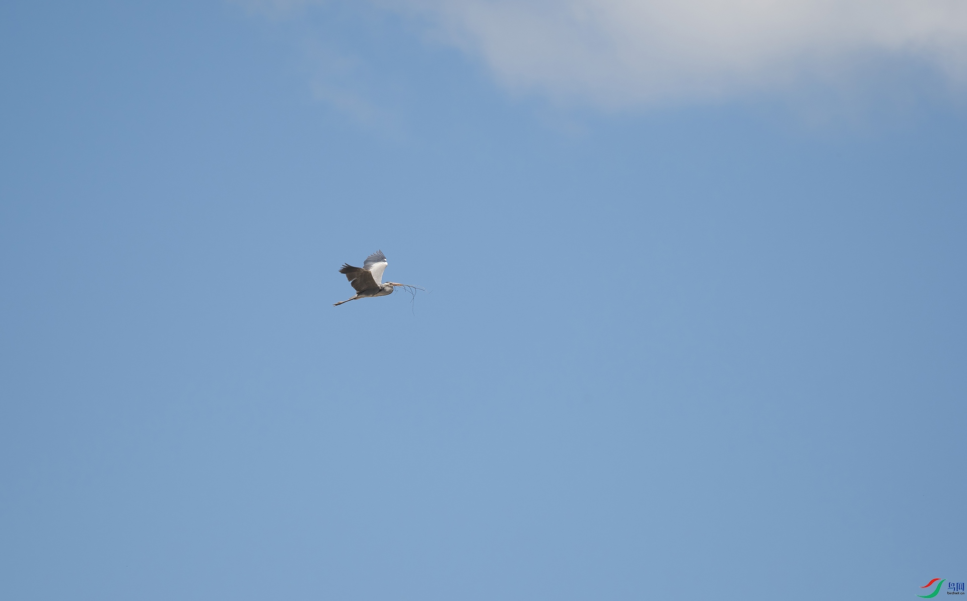 DSC_9432-DeNoiseAI-denoise.jpg