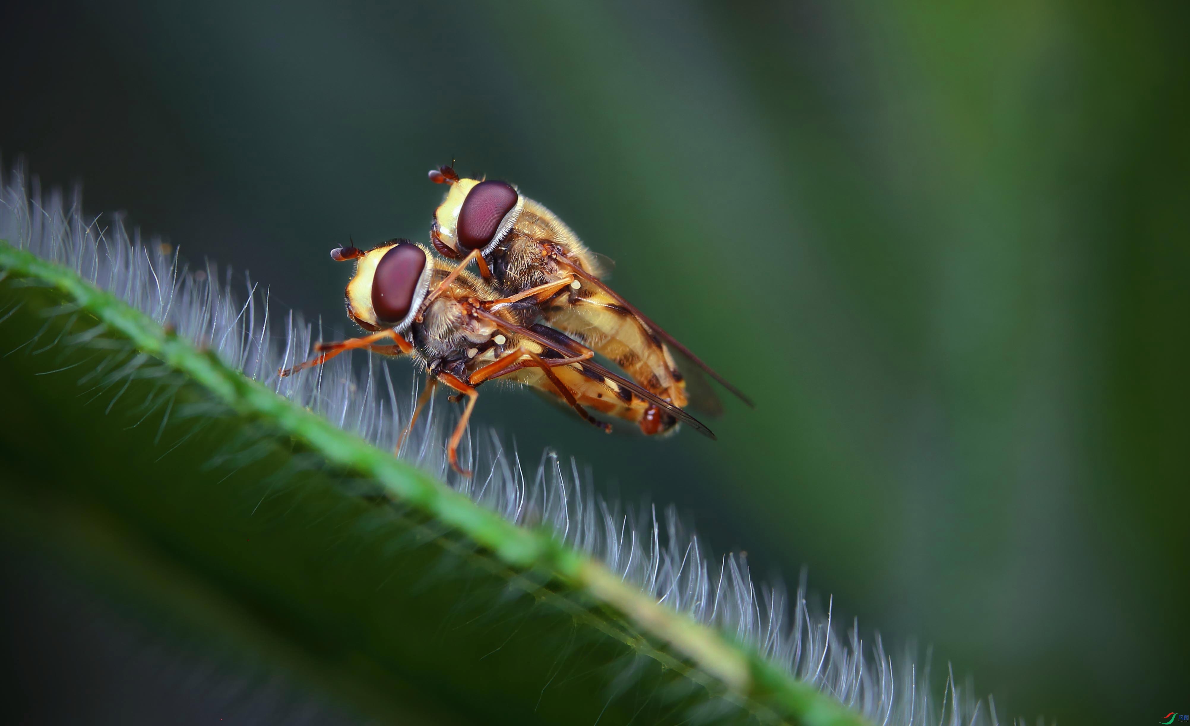 食蚜蝇捕食图片