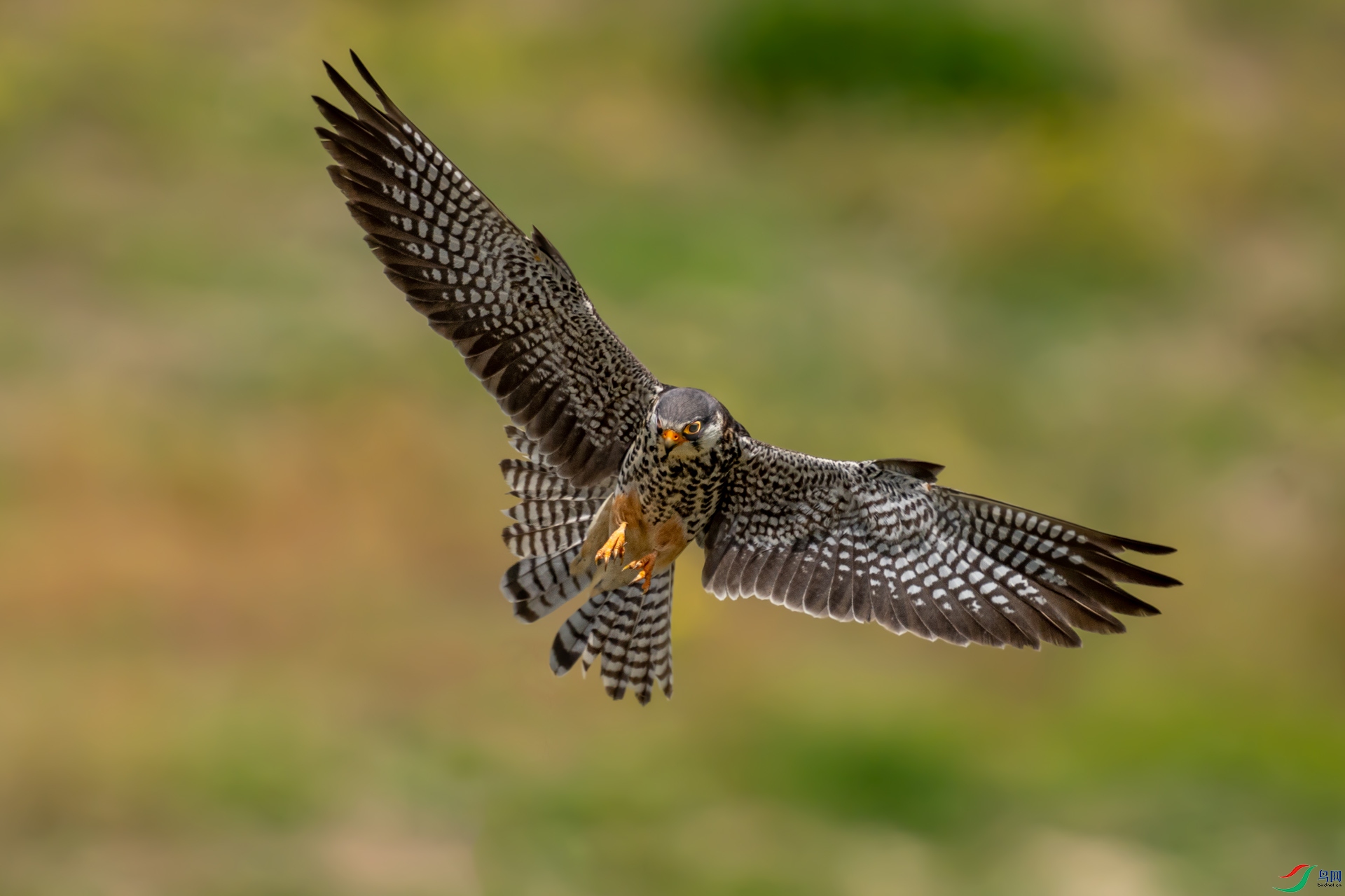 DSC02214-1.jpg