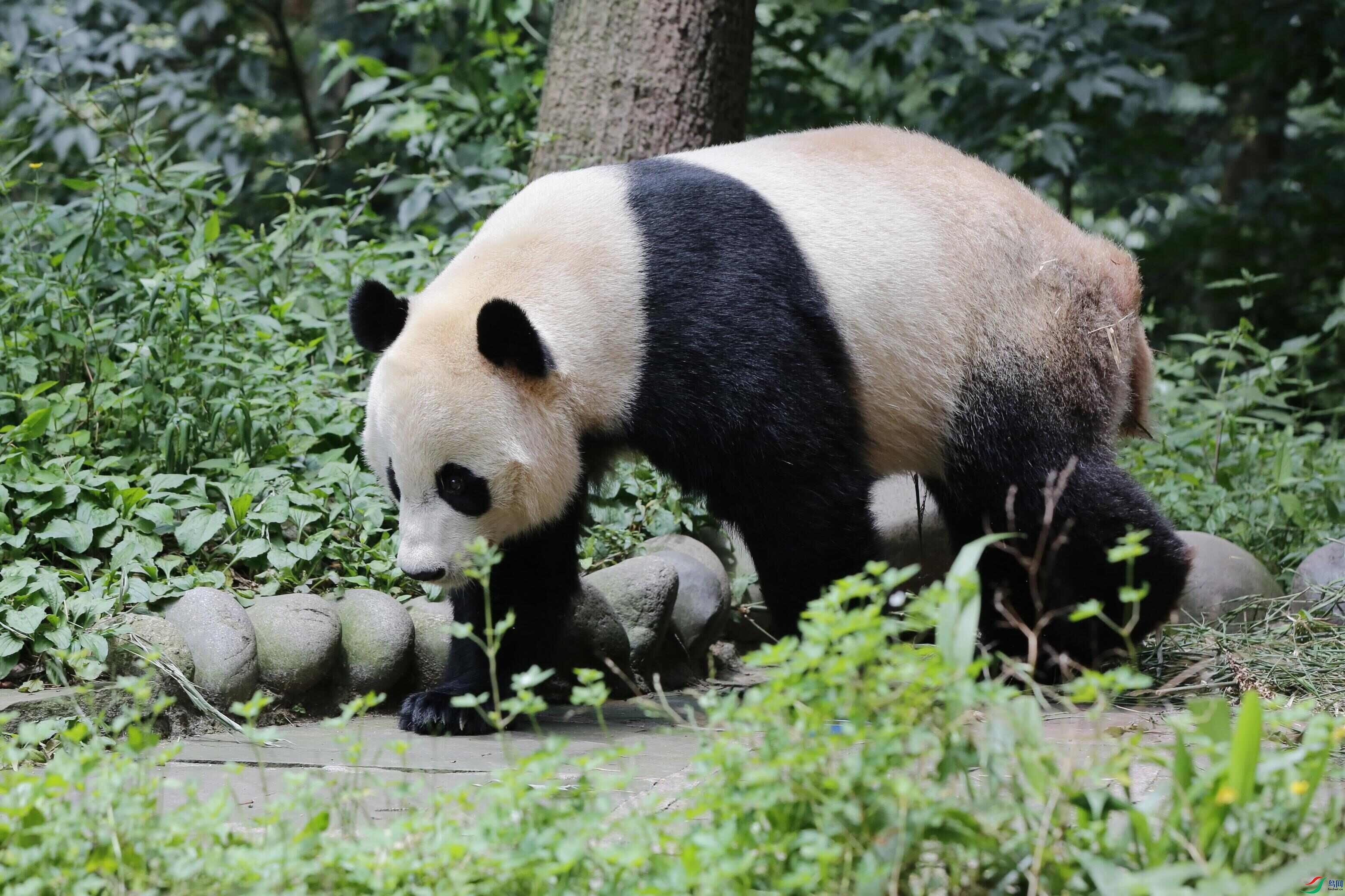 华蓥山大熊猫基地图片