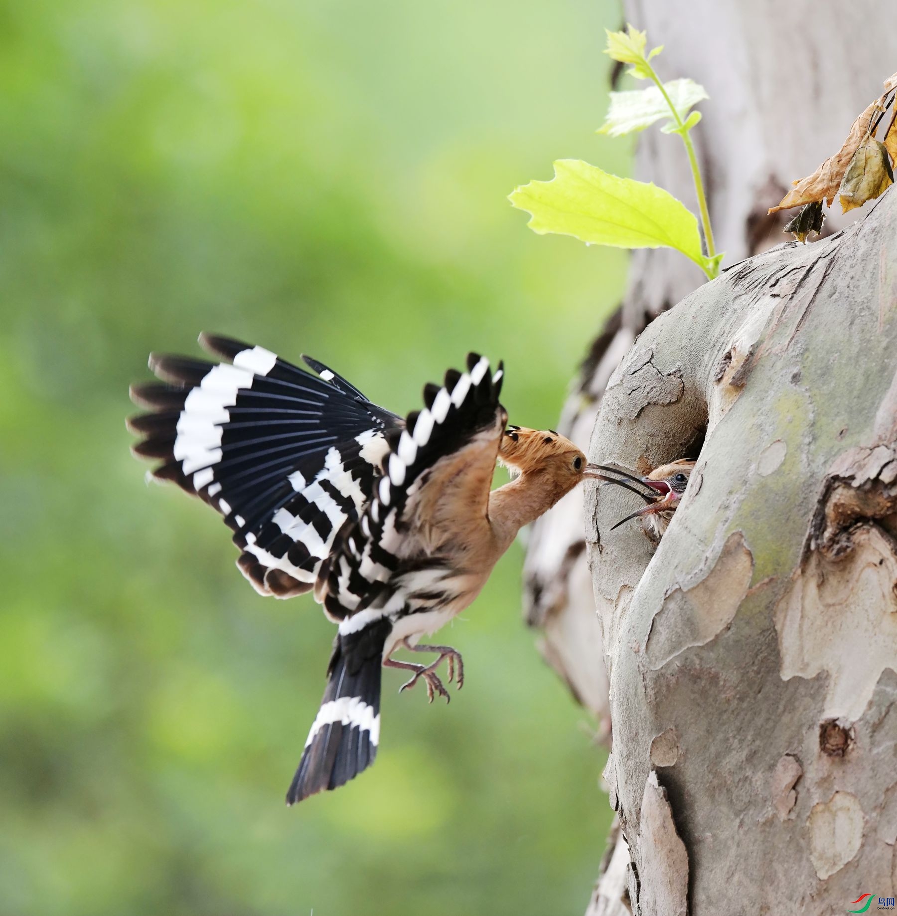 �����������ʪ������ʮ�������ࡣ