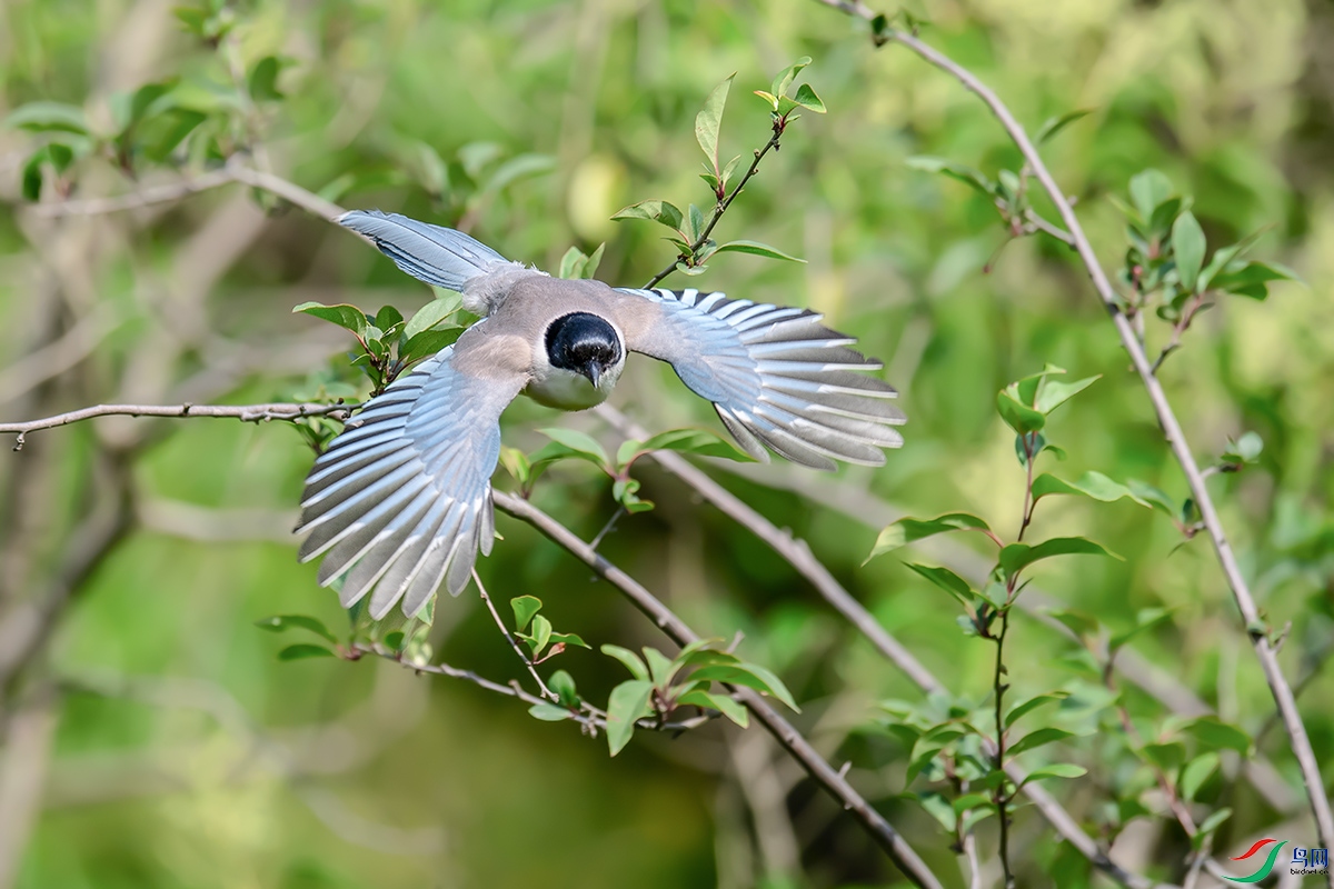DSC_p2596.jpg