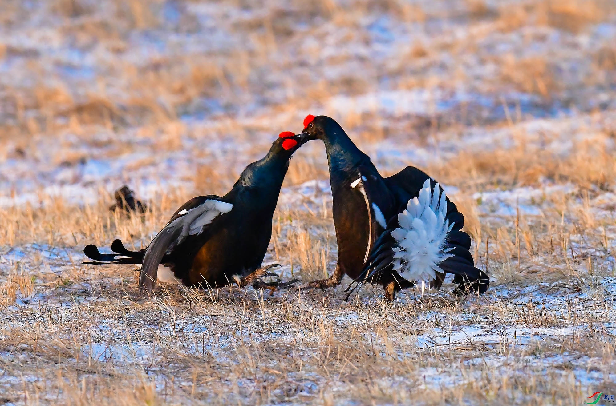 打斗求偶(祝贺佳作荣获首页精华)