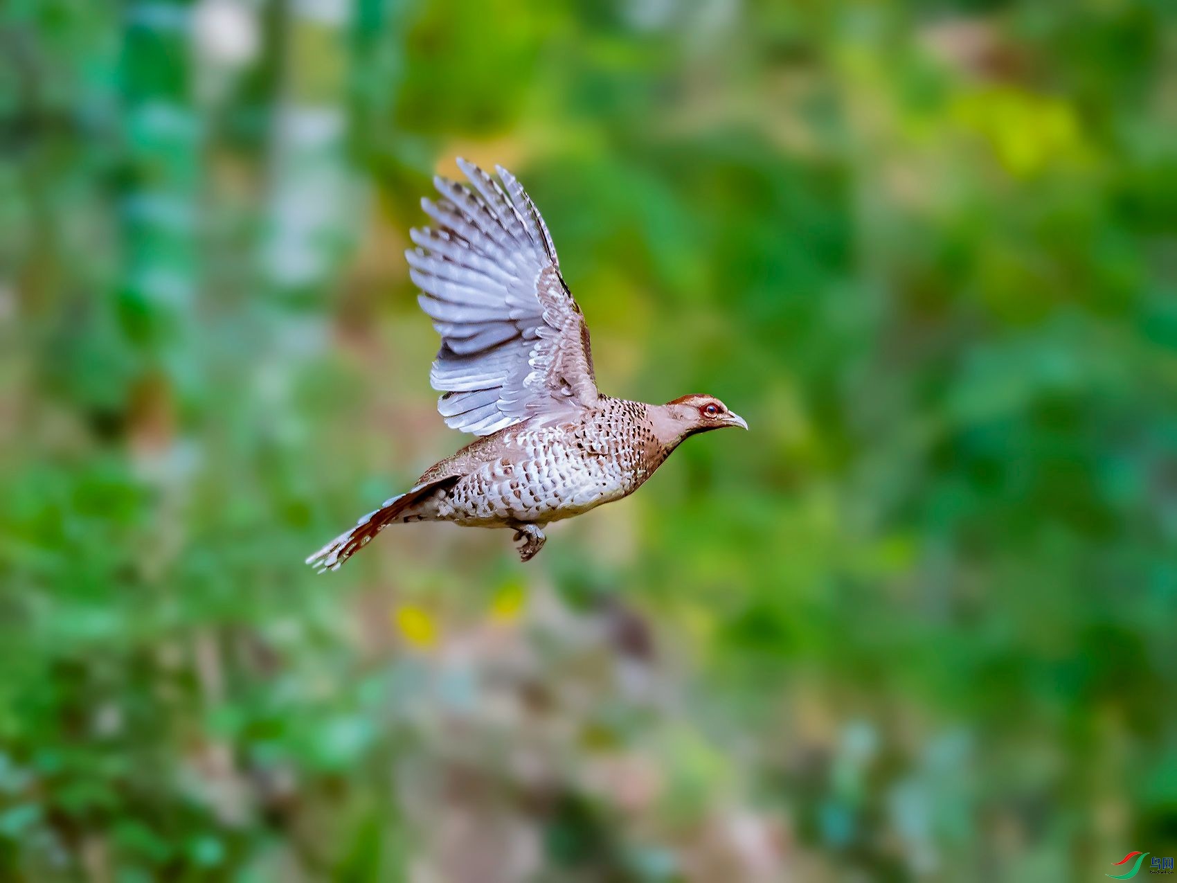 DSC_6802.jpg