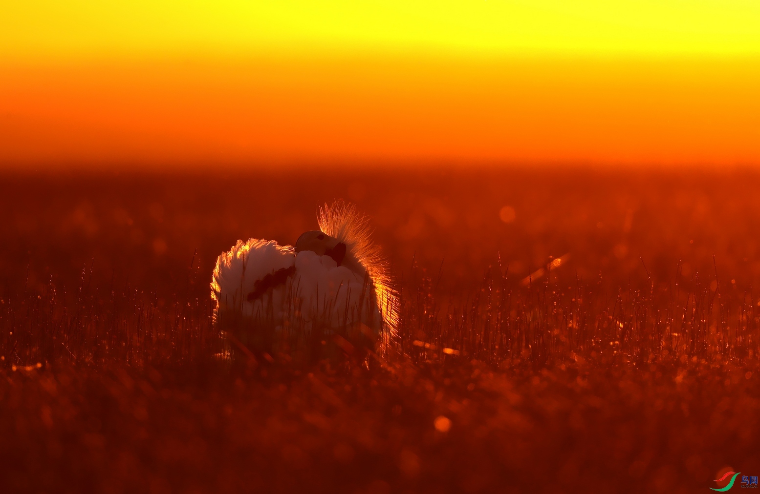 AK0I0437 - ����.JPG