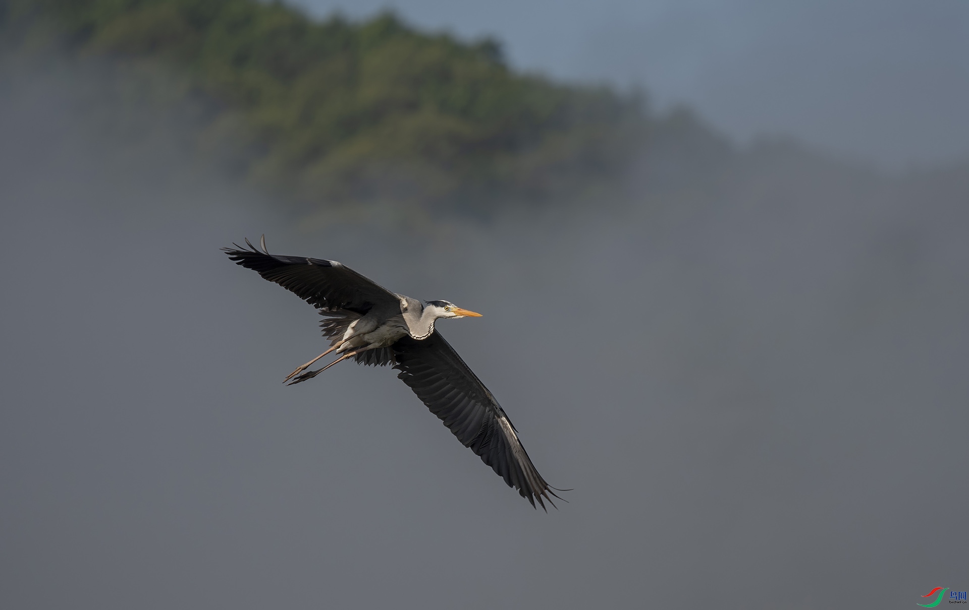 DSC_8784-DeNoiseAI-denoise.jpg