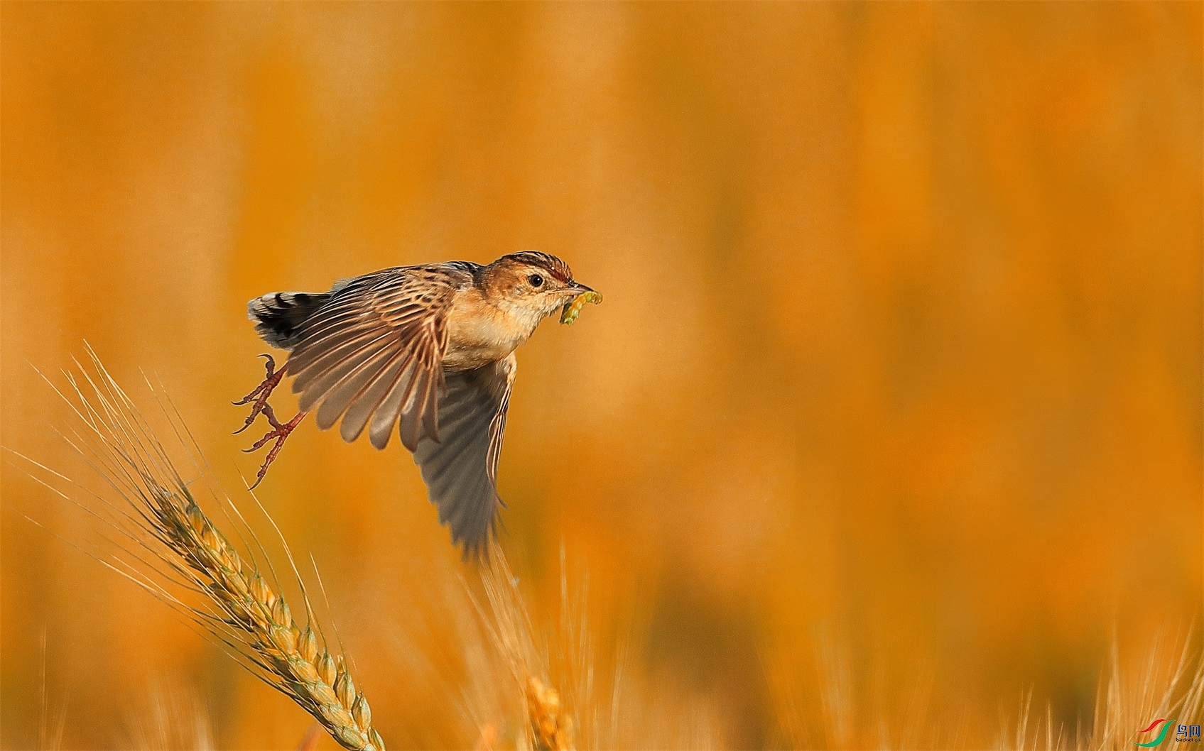 999 - ����.JPG