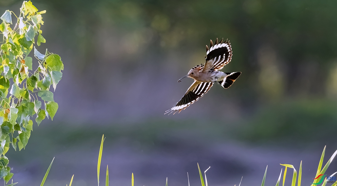 _DSC9161==1x.jpg